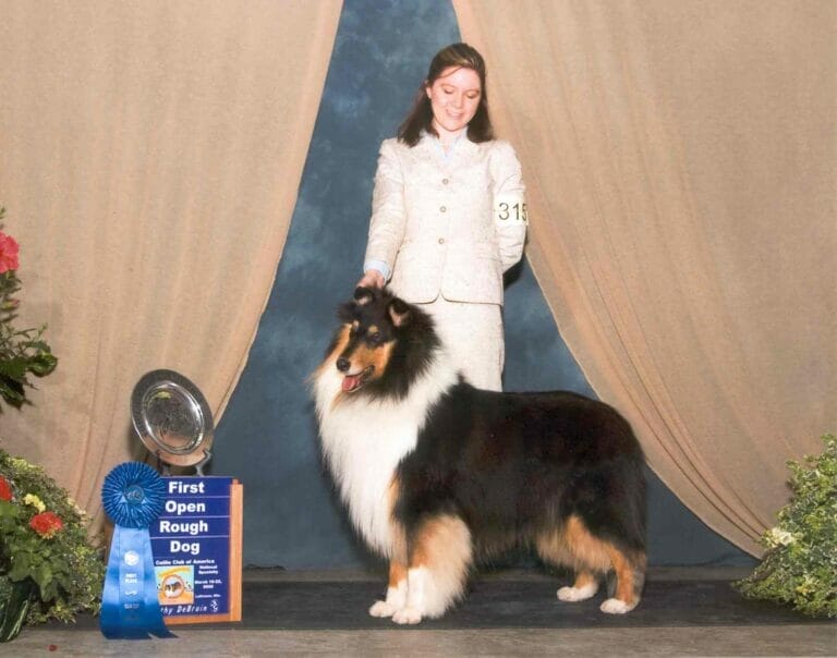 Collie_CCA_Tri-Color