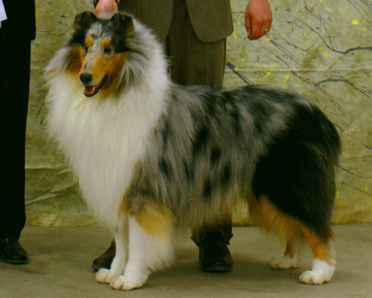 Blue Merle Collie Iowa - Tapestry South Wynd