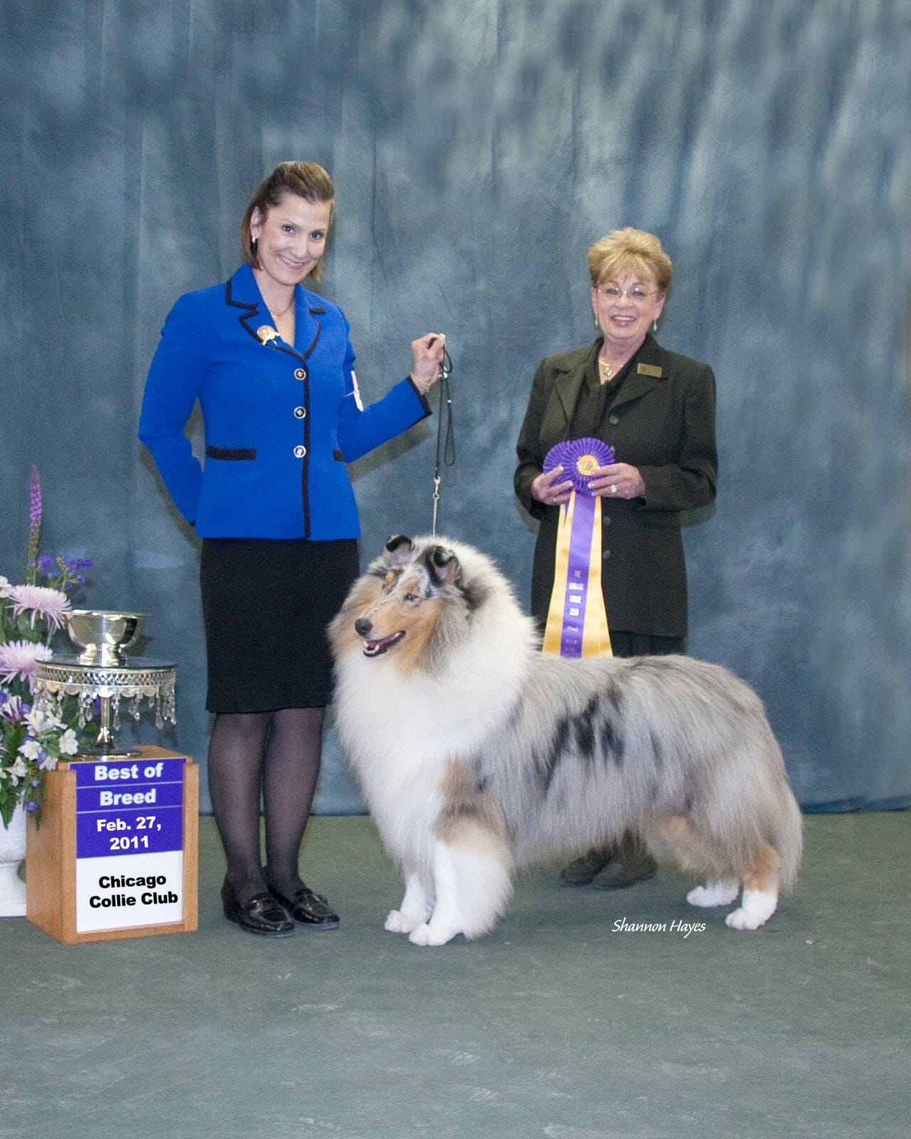 Blue Merle Rough Collie - Chicago Collie Club