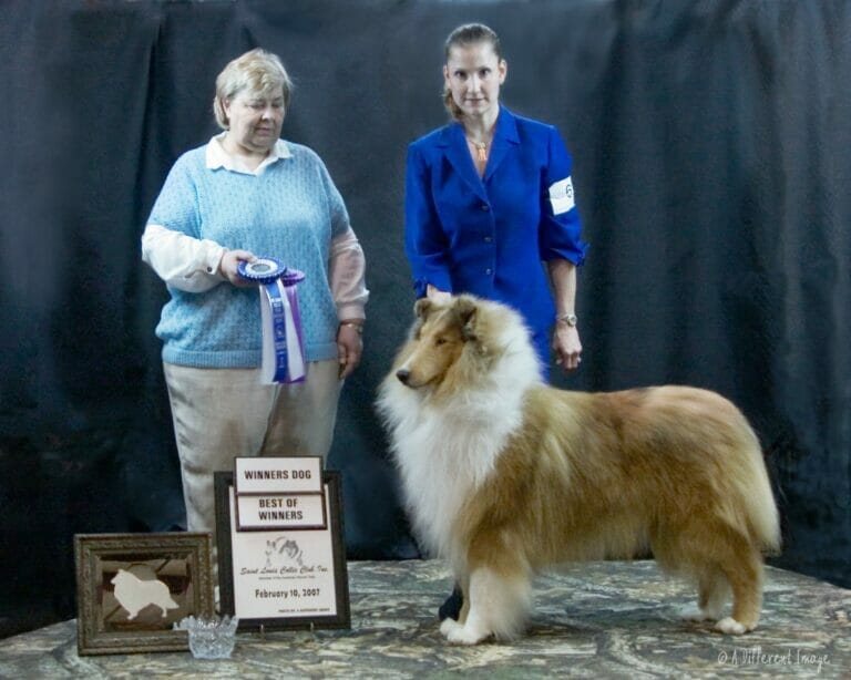 Sable Merle Collie