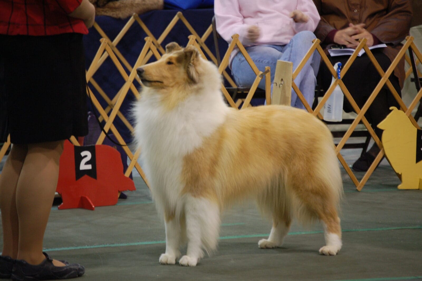 Sable Merle Collie - Ch. Wyndlair Christmas Island
