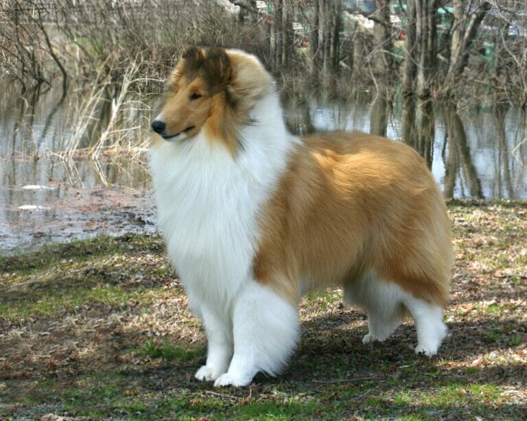 Sable & White Collie - Wyndlair Aurora Borealis