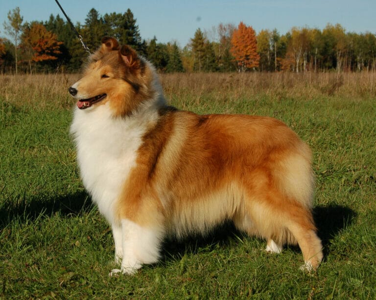 Sable Collie - Wyndlair Madison Avenue