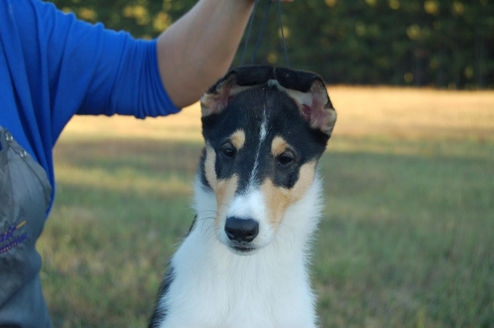 Ch. Wyndlair Classique Enchanted - Tri-Color Smooth Collie puppy