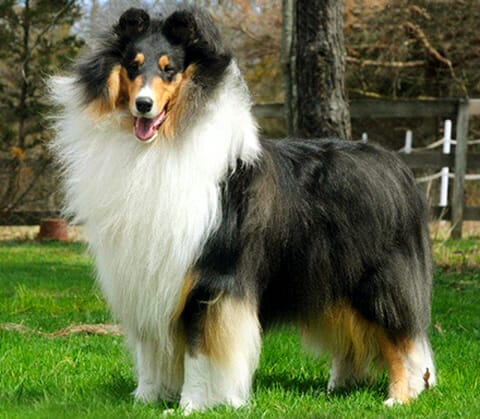 tri colored collie