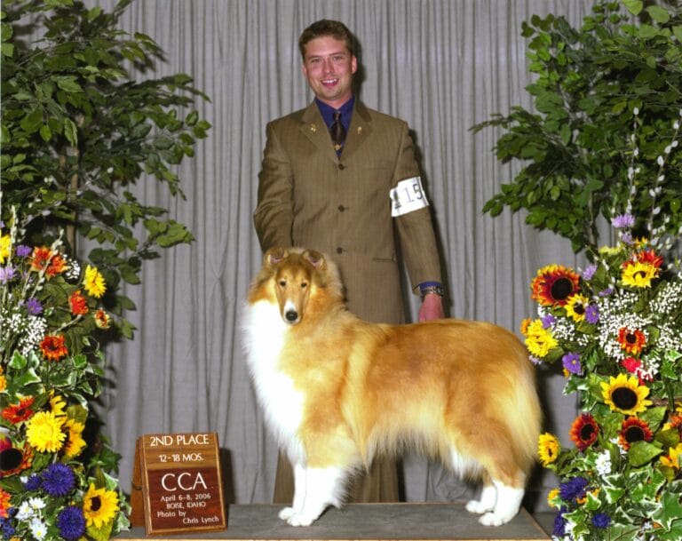 Pure for Sable - Collie