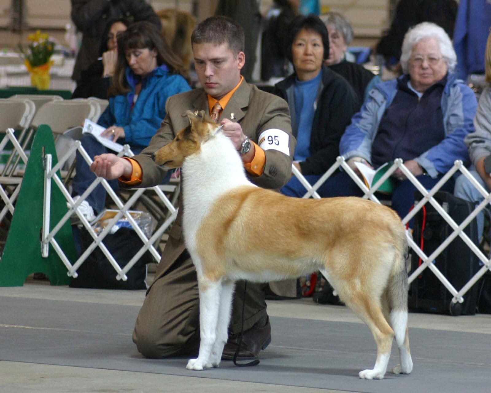 sable-merle-smooth-collie_classique-wyndlair-alliance_2009-CCA2