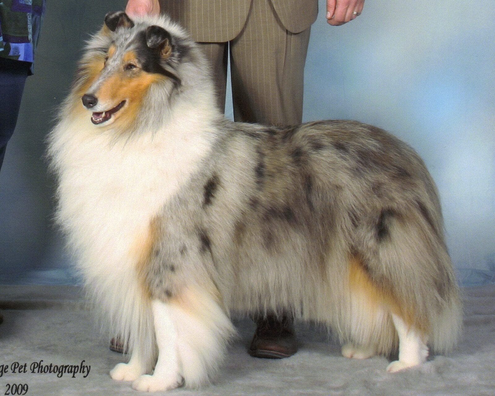 Blue Merle Collie - Ch. Twin City Wyndlair Anthem - CC of Minnesota