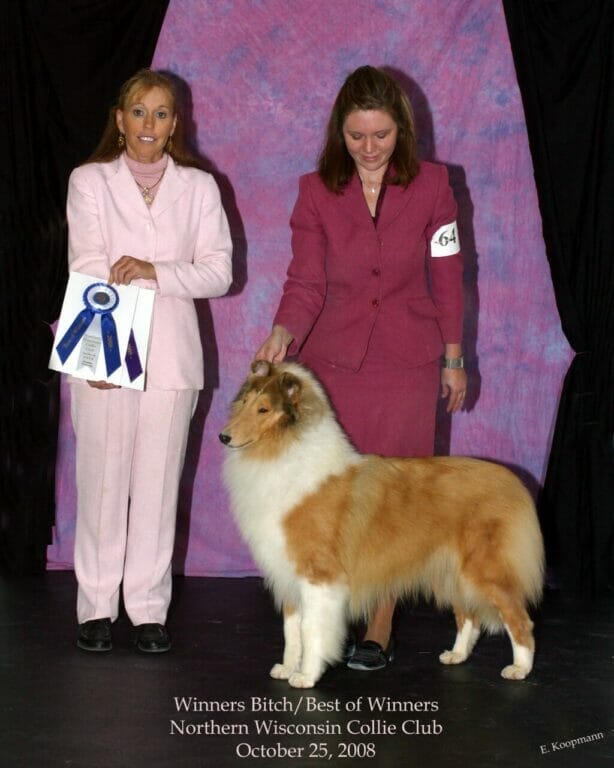 sable-merle-collie_wyndlair-christmas-island_northern-wisconsin-gambit