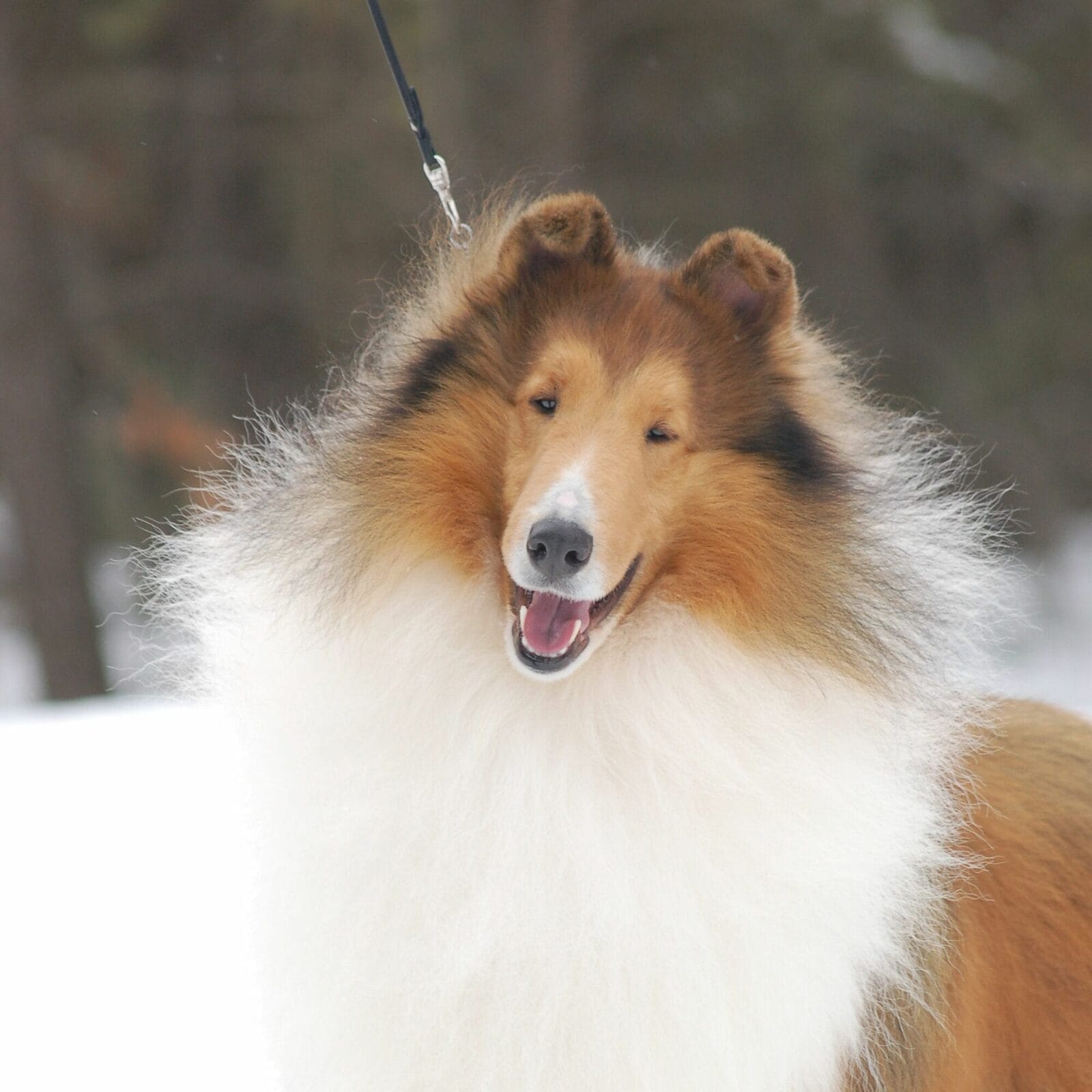sable-rough-collie_wyndlair-polaris__0028-crop