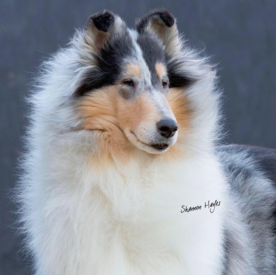 GCh. Taliesin Fresh Powder O'PaRay