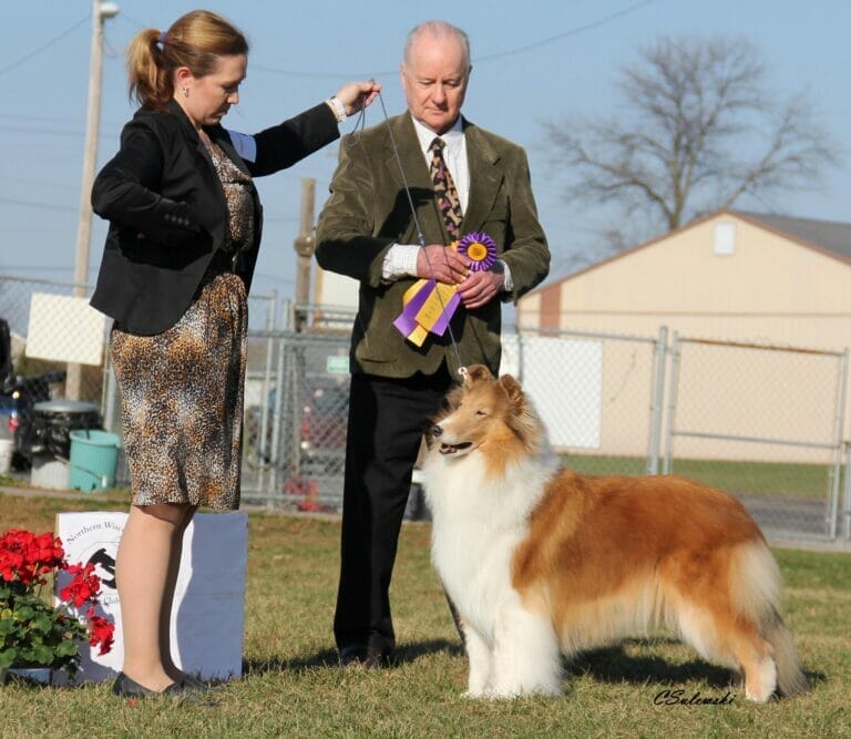sable-rough-collie_wyndlair-island-vacation_hawkins_northern-wisconsin
