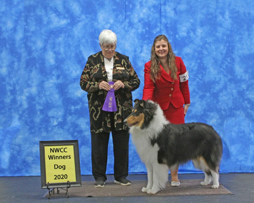 wyndlair-cherokee-black-ice-tricolor-rough-collie