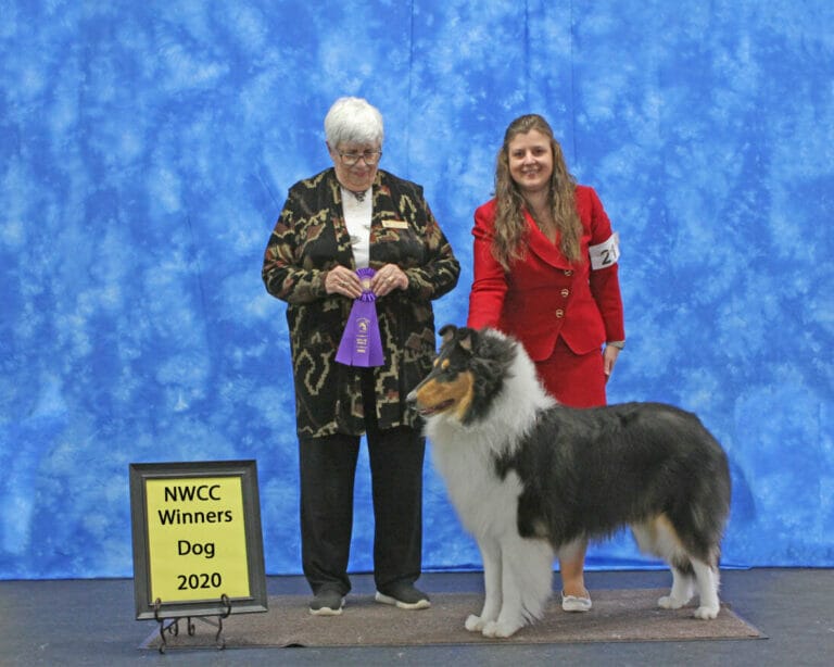 wyndlair-cherokee-black-ice-tricolor-rough-collie