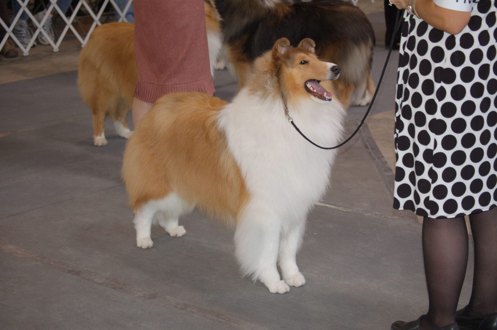 sable-rough-collie_wyndlair-polaris_CCA-massachusetts-2
