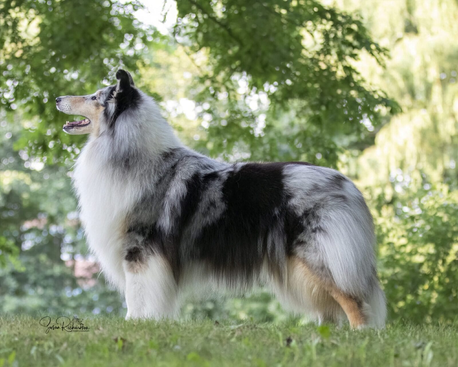 wyndlair-classique-envision-blue-merle-Collie_0019