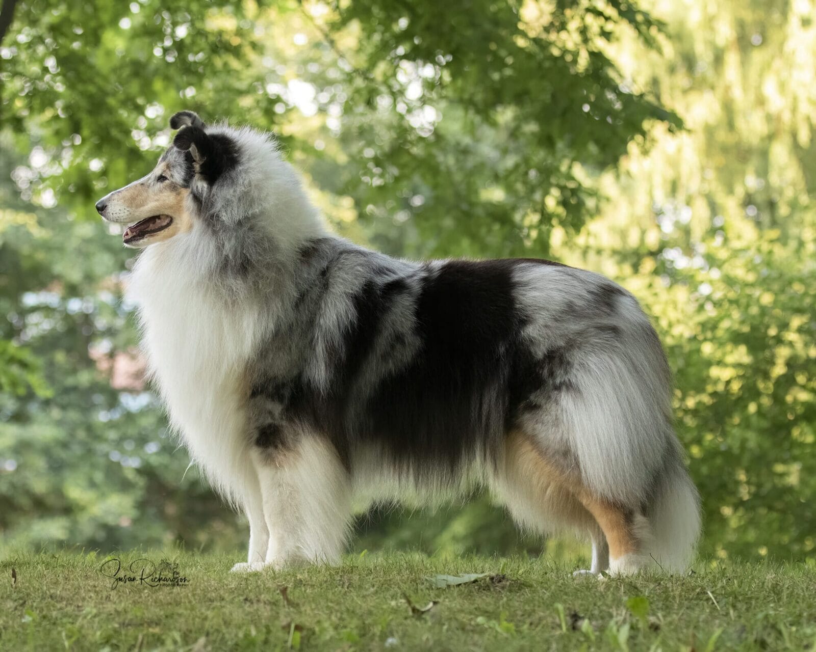wyndlair-classique-envision-blue-merle-Collie_0057