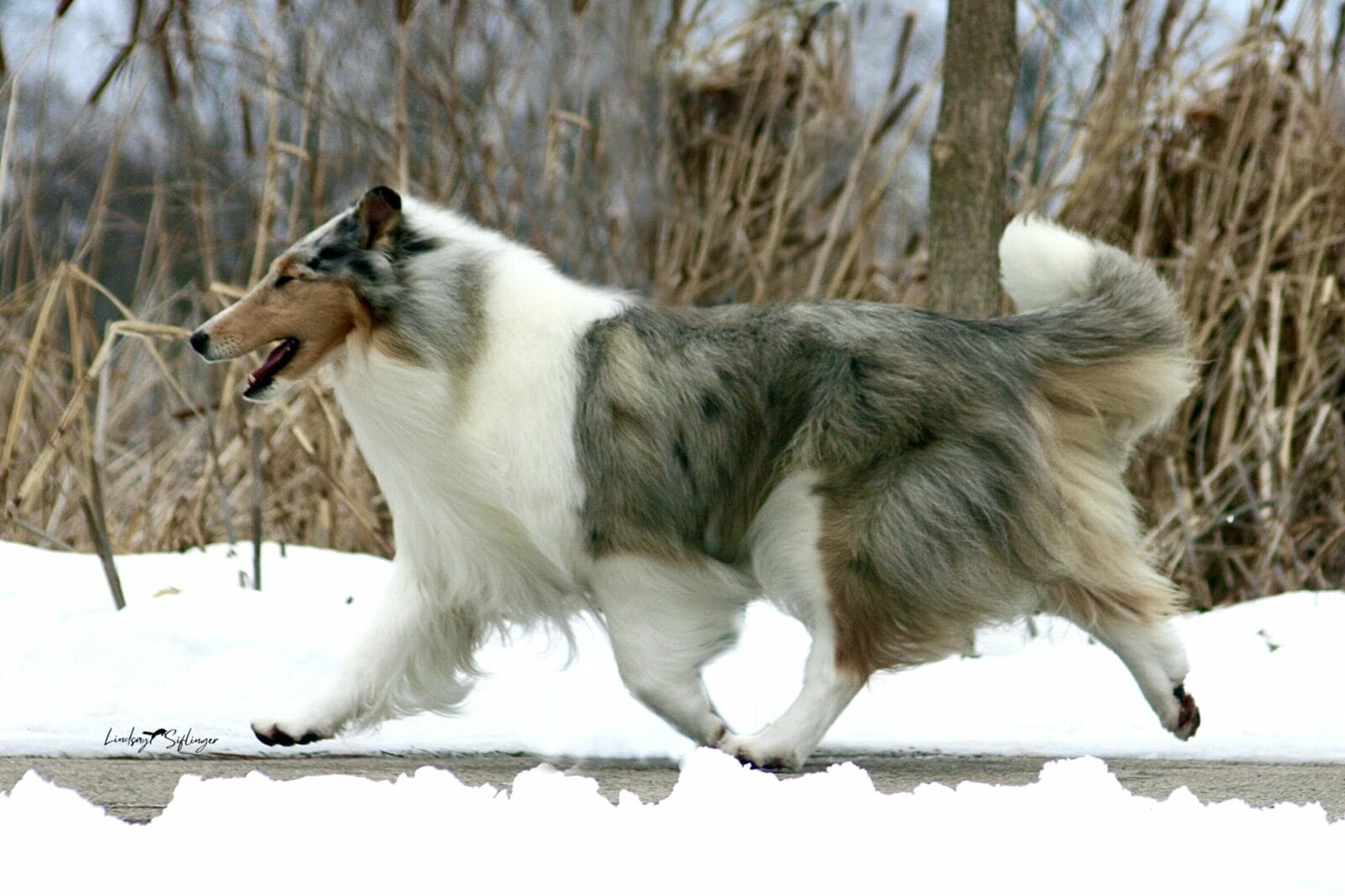 GCH. Wyndlair Star Spangled - Blue Merle Collie gaiting in the snow