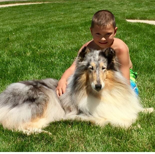 blue-merle-collie_twin-city-wyndlair-anthem_boy