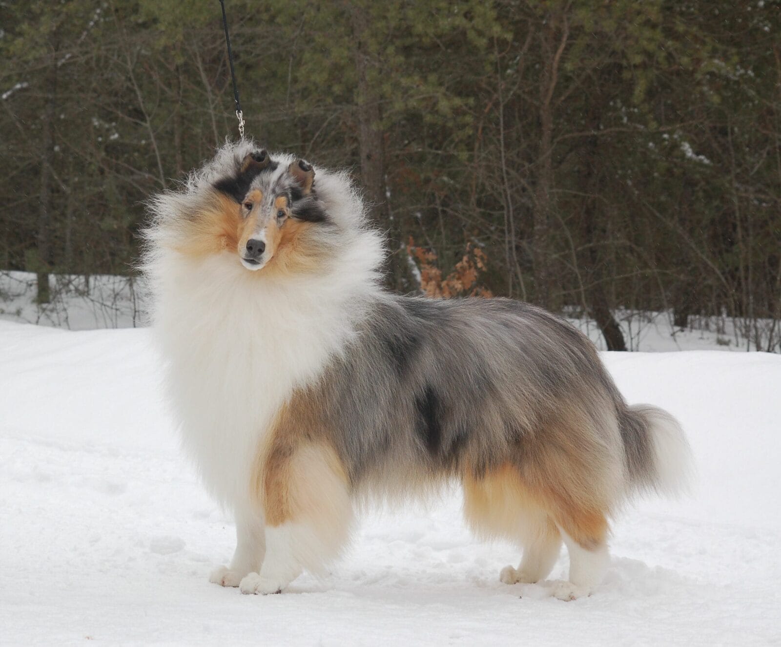 blue-merle-collie_wyndlair-point-given_0019