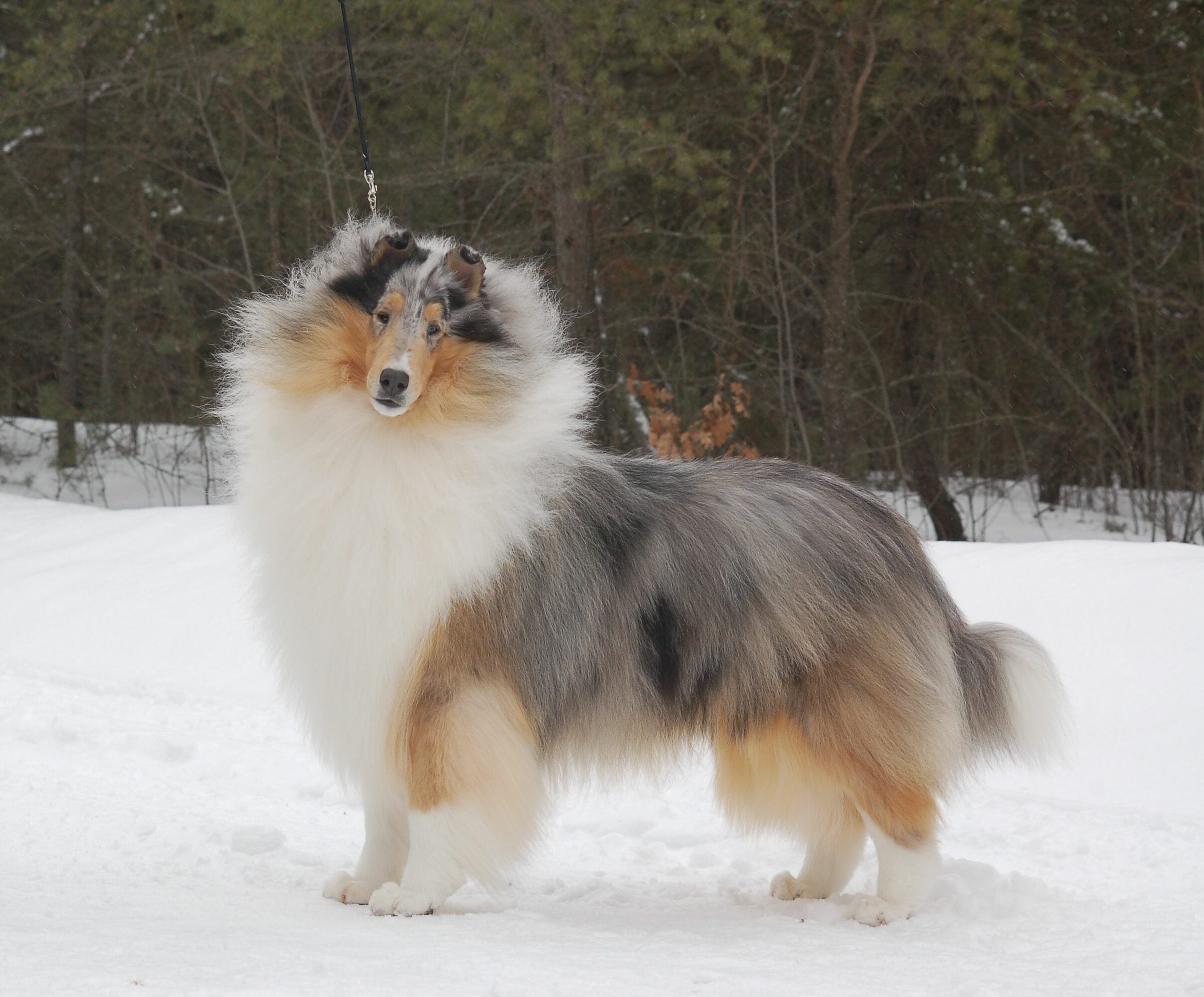 blue-merle-collie_wyndlair-point-given_0019