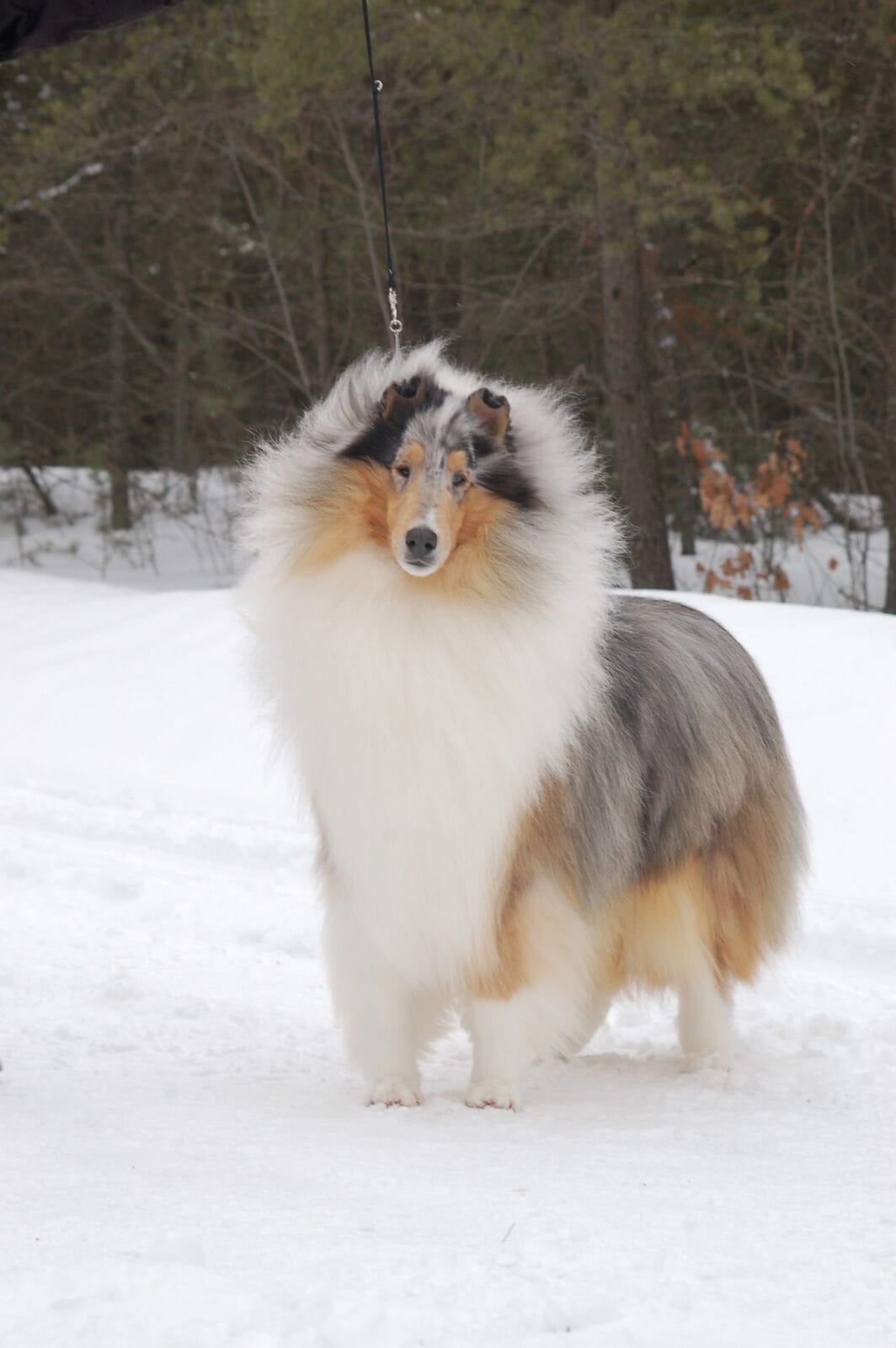 blue-merle-collie_wyndlair-point-given_0099