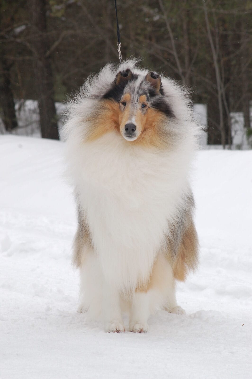 blue-merle-collie_wyndlair-point-given_0118