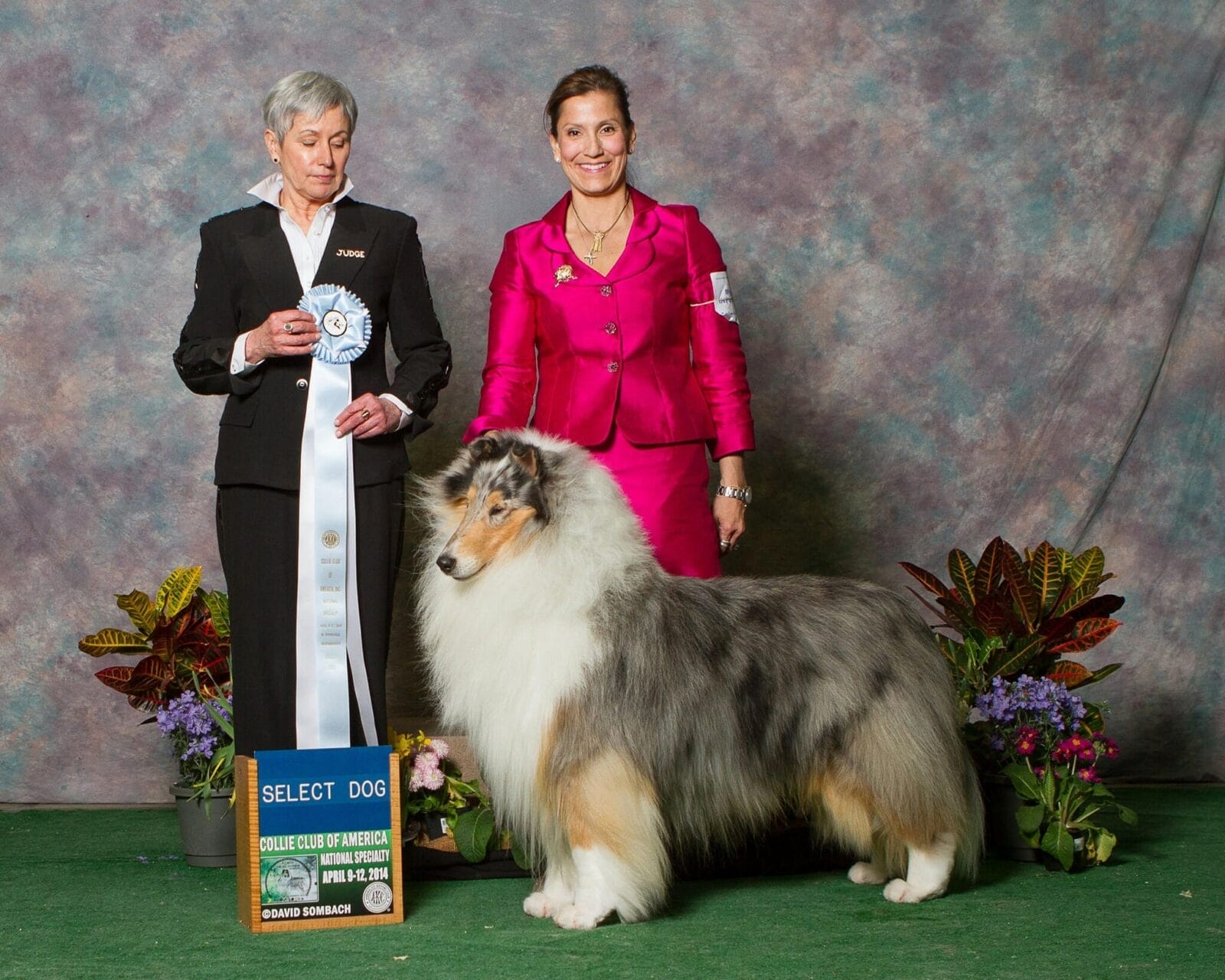 blue-merle-collie_wyndlair point given CCA Nioma Coen