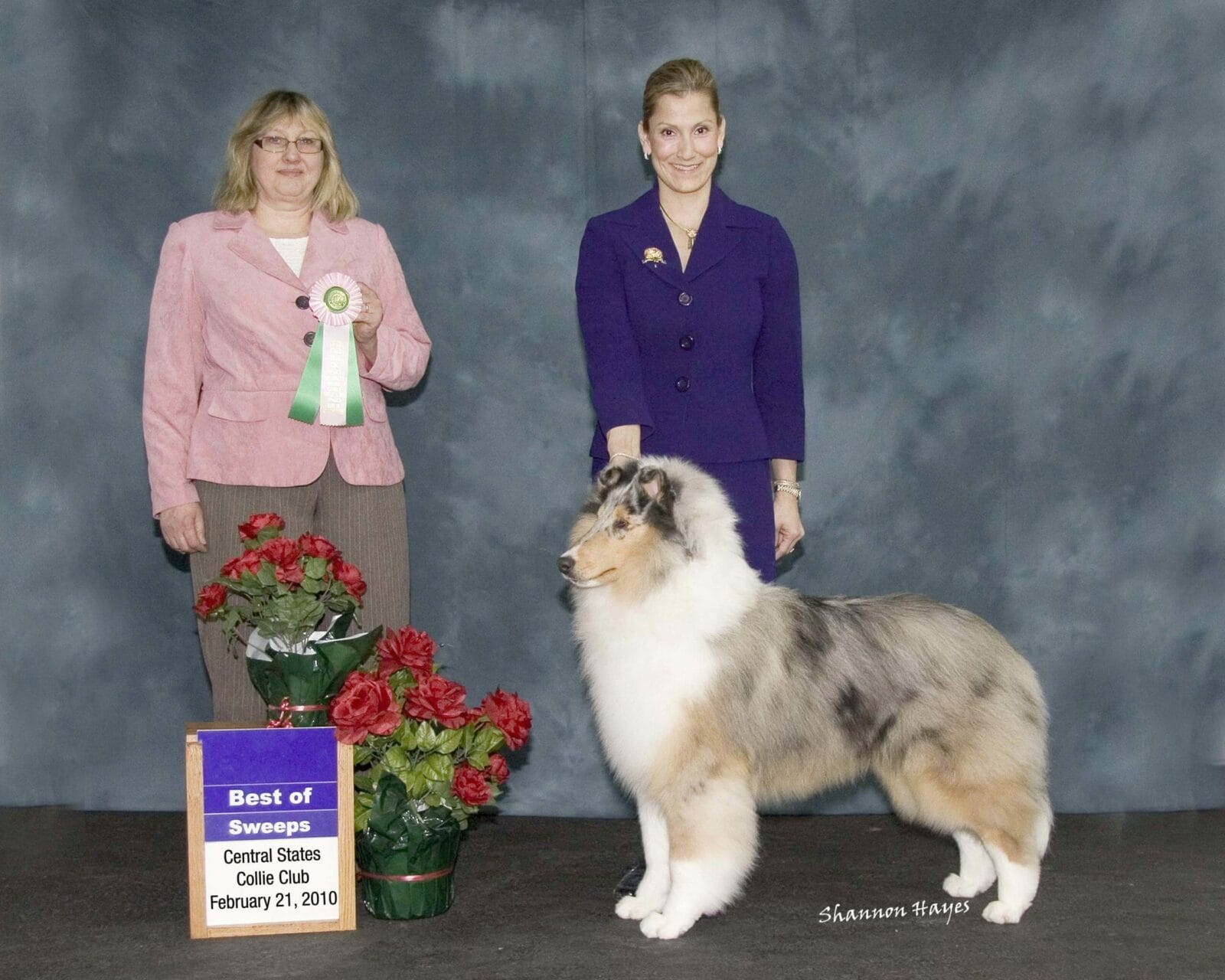 blue-merle-collie_wyndlair-point-given_puppy