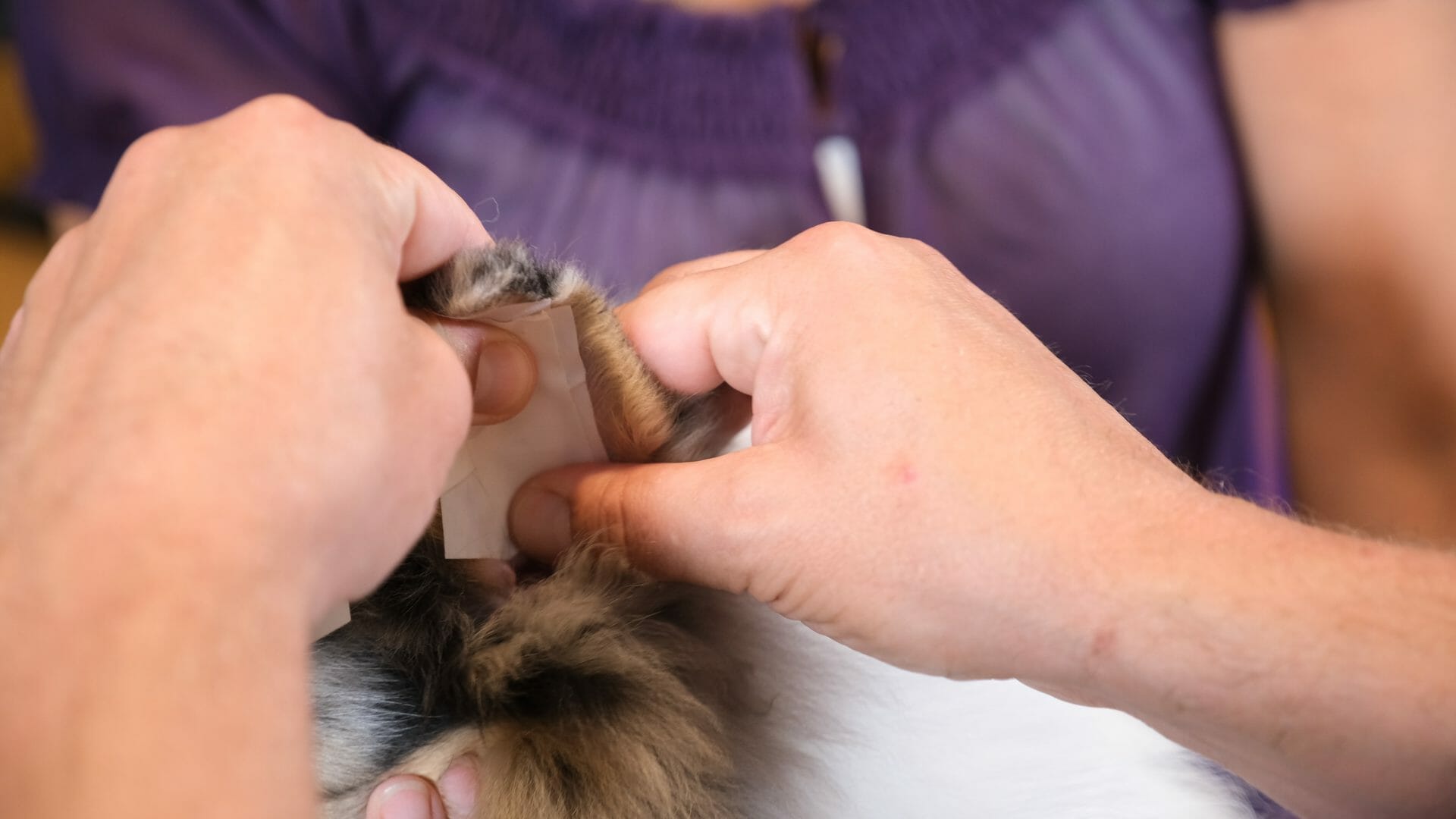 Pressing Japanese tape cross brace in puppy ear