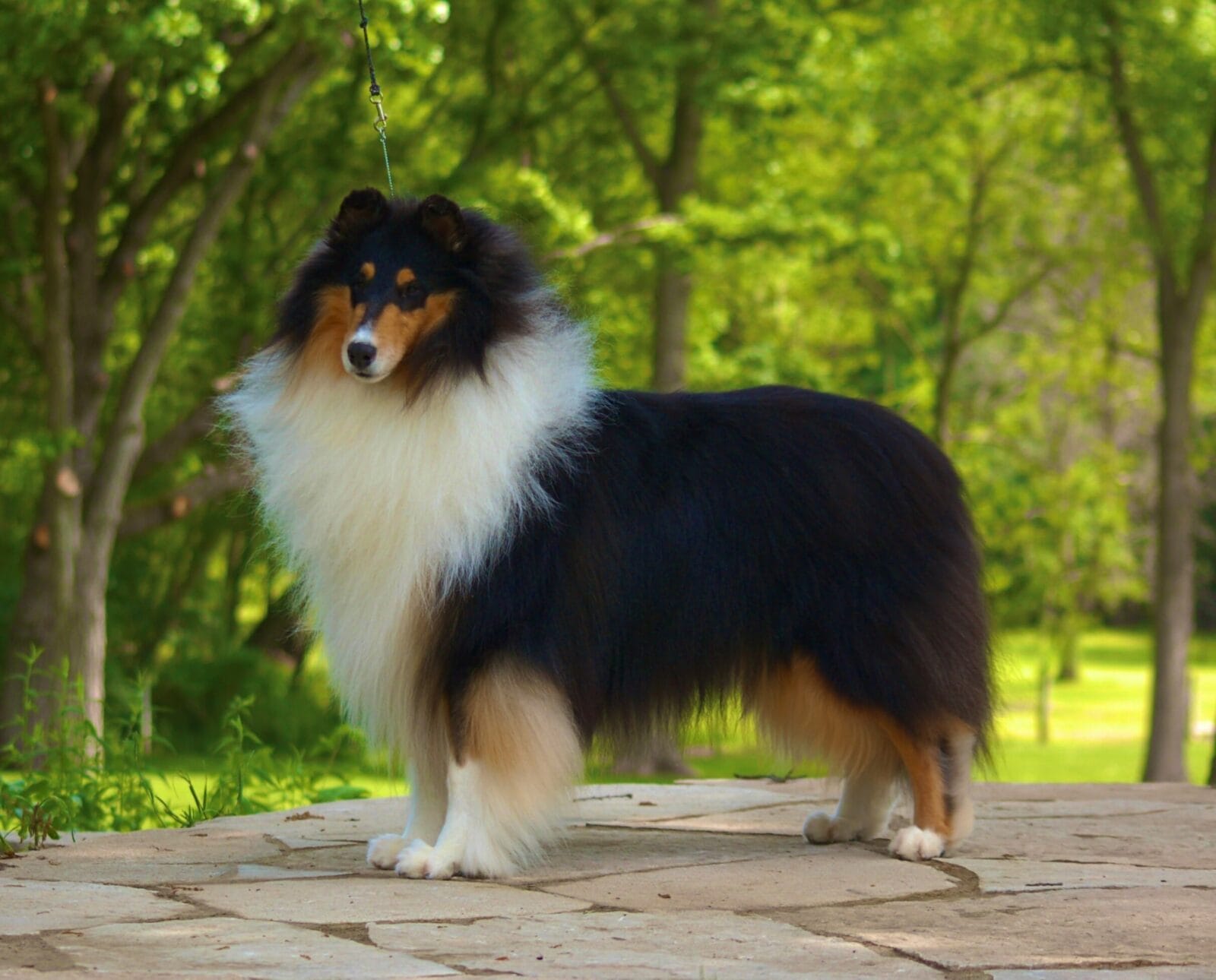 Tri-Color Rough Collie - Ch. Wyndlair Cherokee Exclamation standing