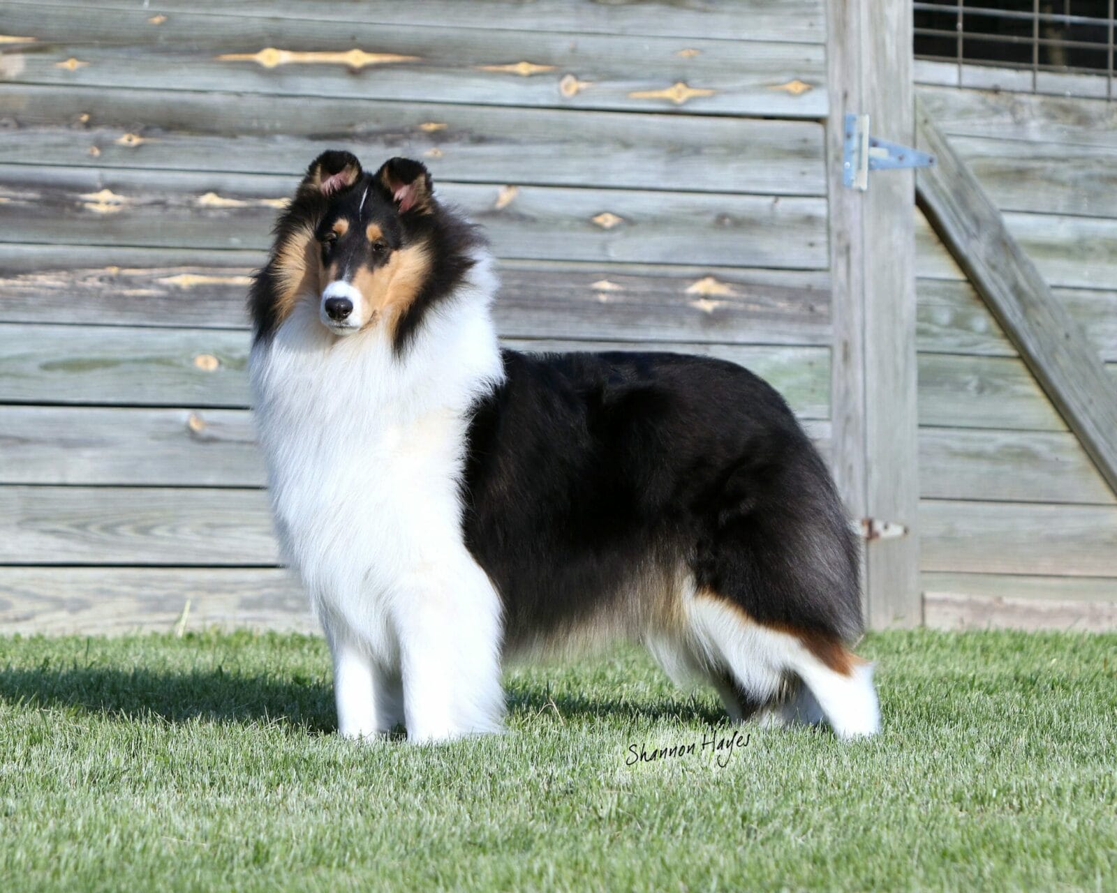 Tri-Color-Rough-Collie-Wyndlair-Cherokee-Independence-0895