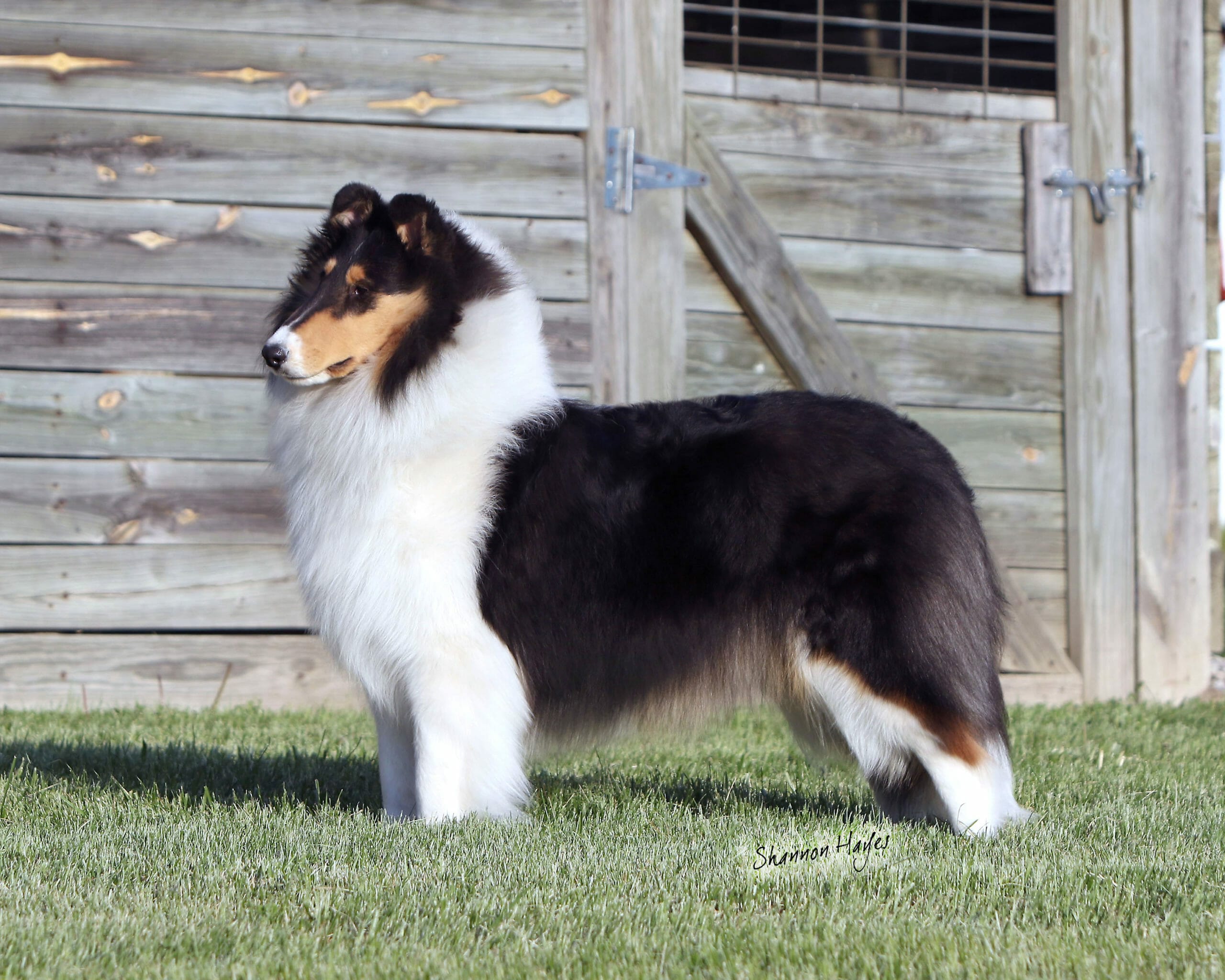 トップスその他 [COVERNAT]BORDER COLLIE TRIO LONG SLEEVE Border Collie Dog T-Shirts, Hoodies & Apparel | Free