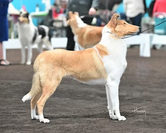 Ch. Aurealis Invincible