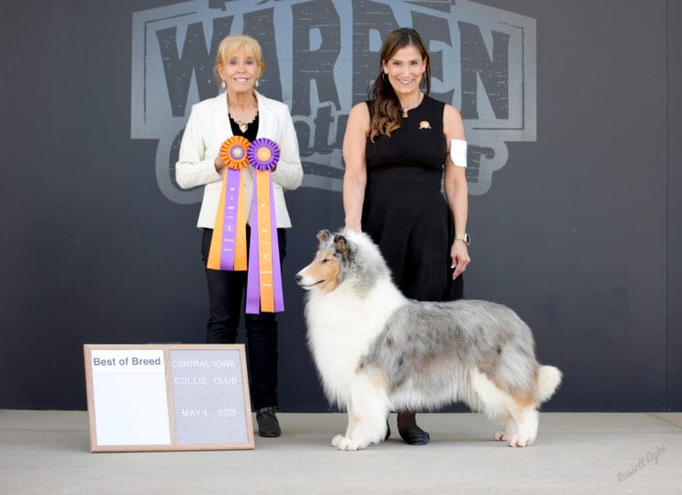 GCHB. Wyndlair Star Spangled - Best of Breed - Iowa - Judge Linda Hash Davis (Gambit Collies)