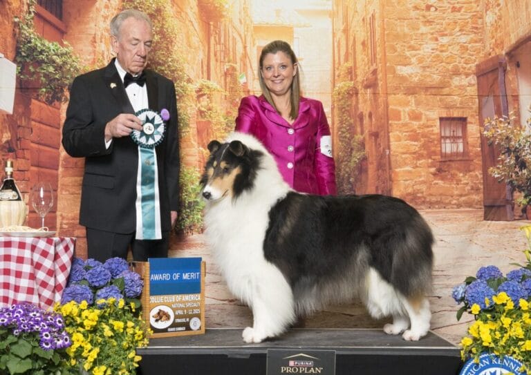 GCH. Wyndlair Cherokee Independence - Cropped