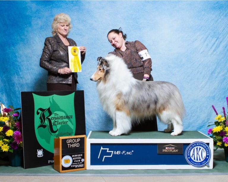 Ch. Wyndlair Titanium - Herding Group 3 - j. Lisa Graser