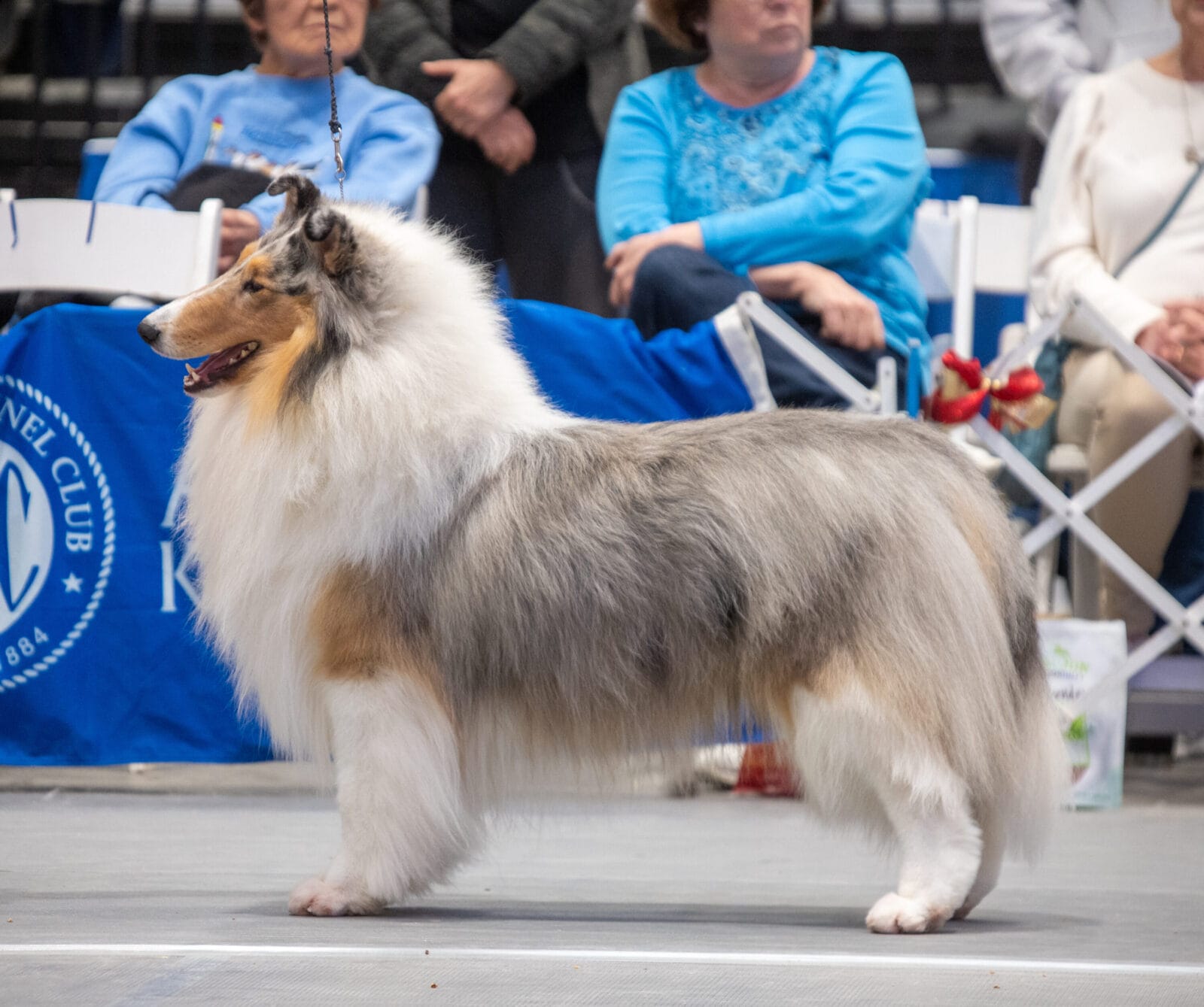 GCH. Wyndlair Titanium - 2025 CCA