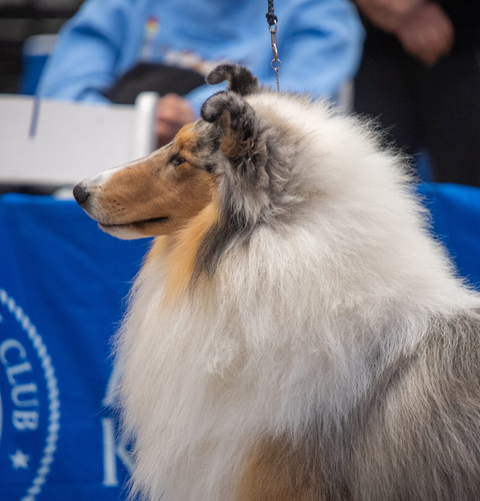 GCH. Wyndlair Titanium - 2025 CCA - Headstudy