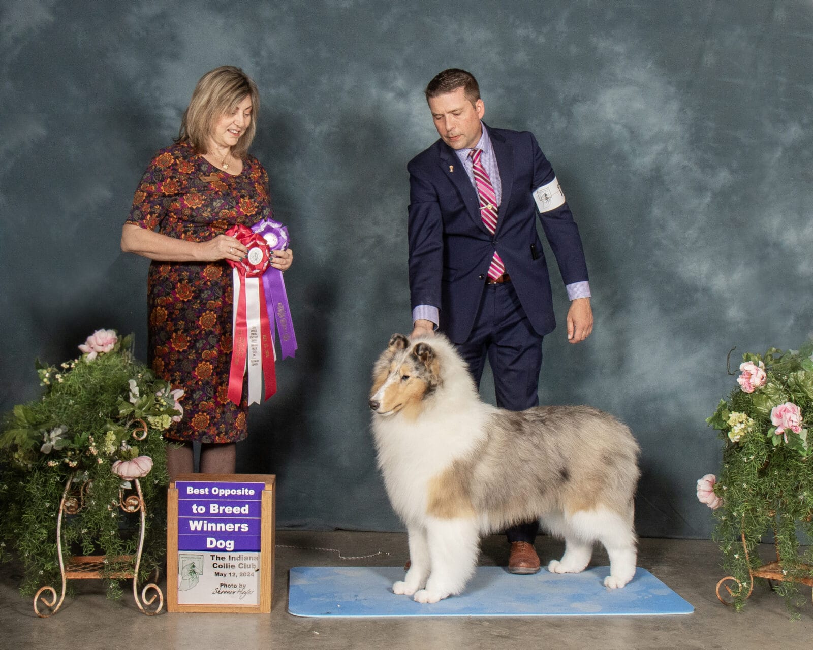 wyndlair-titanium-indiana-connie-dubois-sylvan-collies