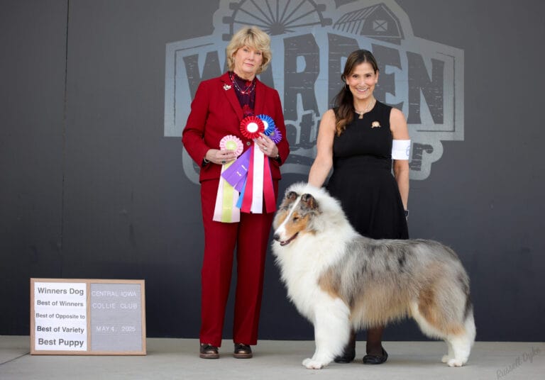Wyndlair Constitution - AKC Blue Merle Rough Collie