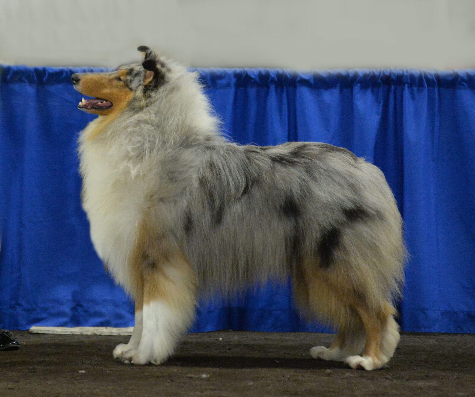 GCHB AUREALIS ZANDRIA'S WINNING COLORS