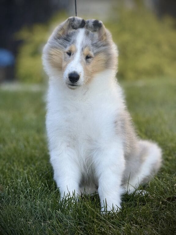 Wyndlair Constitution - blue merle collie puppy