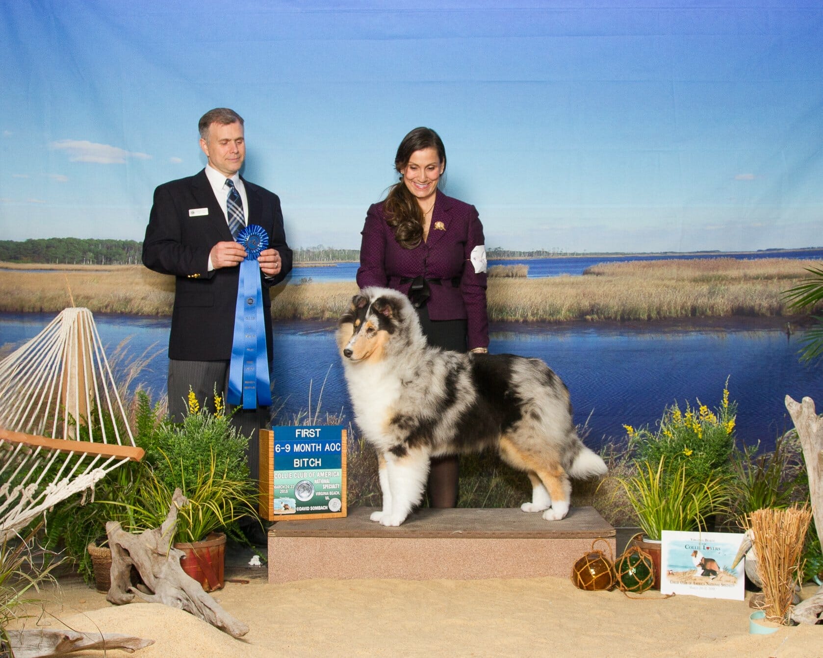 Blue Merle Collie puppy - Wyndlair Classique Envision