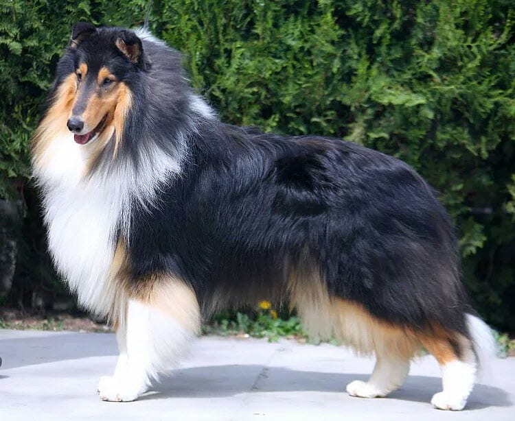 Tri-Color Collie - Ch. Wyndlair Dallinaire American Dream