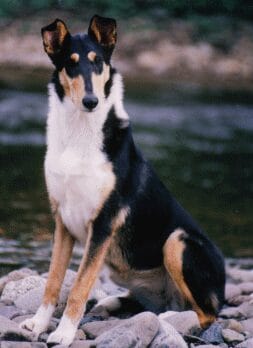 Tri-Color Smooth Collie - Ch. Wyndlair Oak Island Treasure