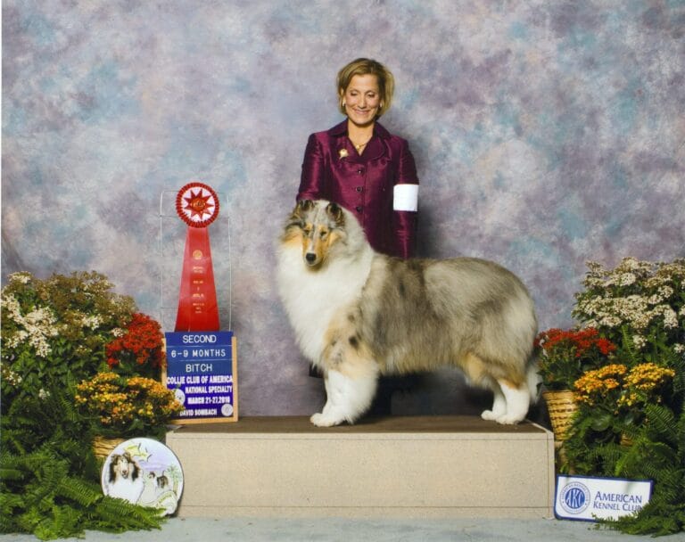 Blue Merle & White Collie - Ch. Wyndlair Rachel Alexandra