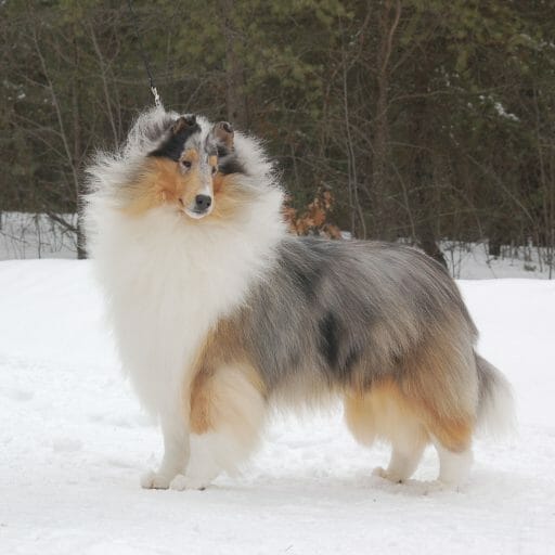 Blue Merle Rough Collie