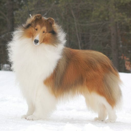 Sable Rough Collie