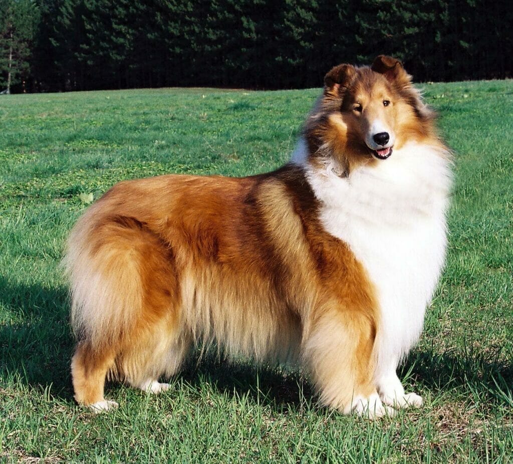 Sable Rough Collie - Ch. Wyndlair Treasure Island